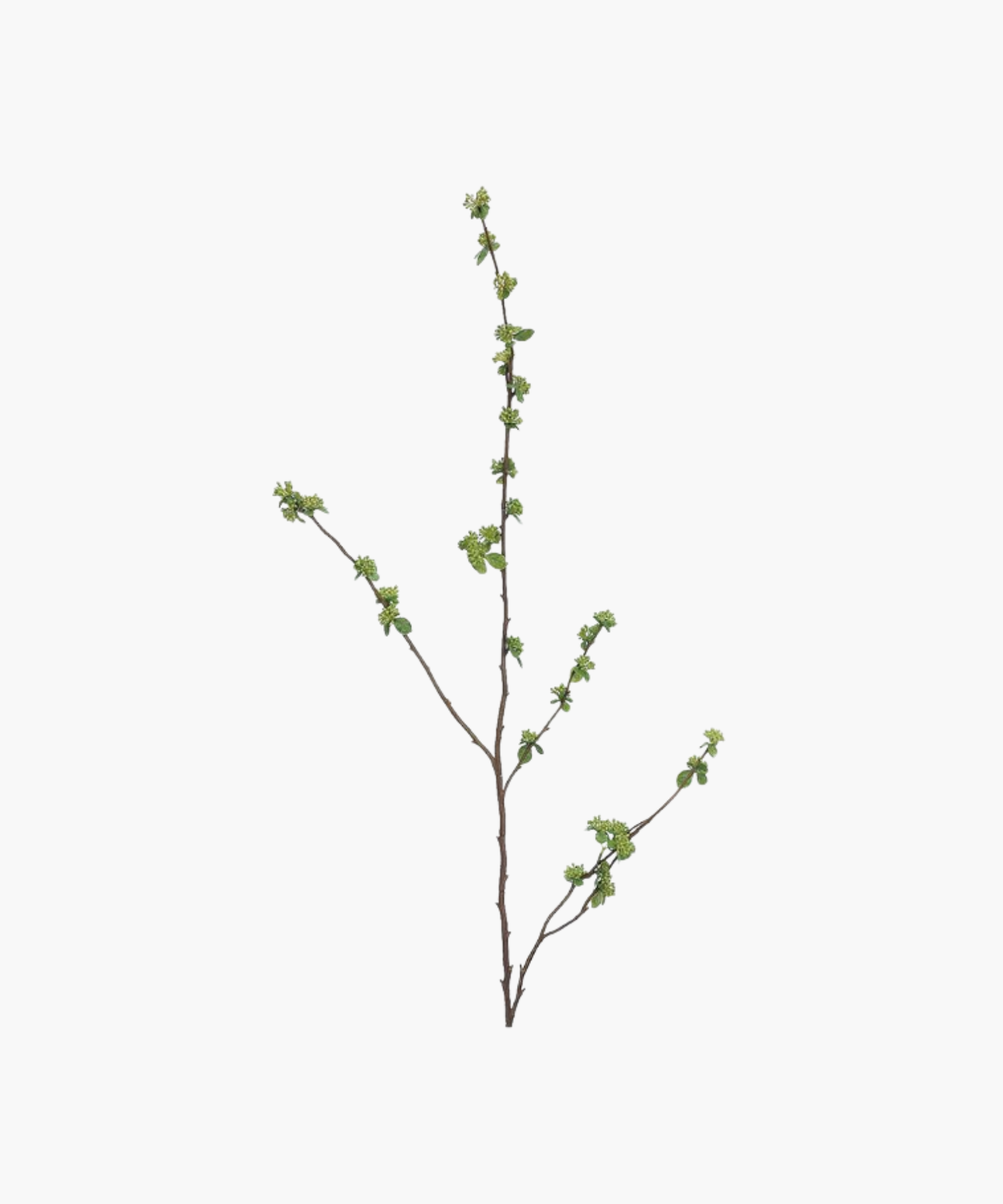 A slender brown branch with small clusters of green budding leaves against a white background, conveying a fresh, minimalist, and natural aesthetic. | SW Home