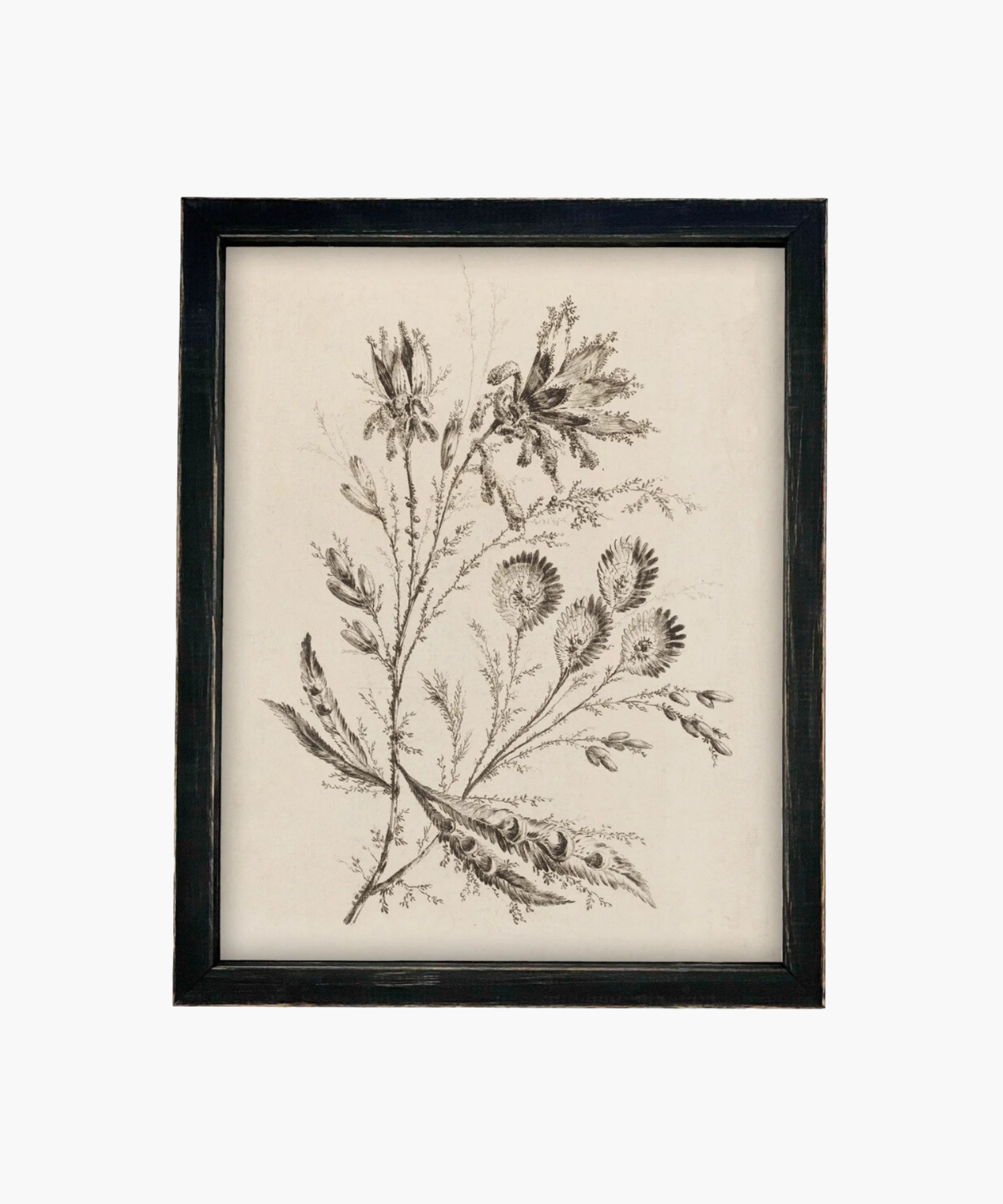 Black and white botanical illustration of delicate flowers and leaves in an ornate gold frame in a vintage black frame, conveying a vintage and elegant aesthetic. | Wildwood Home Co.