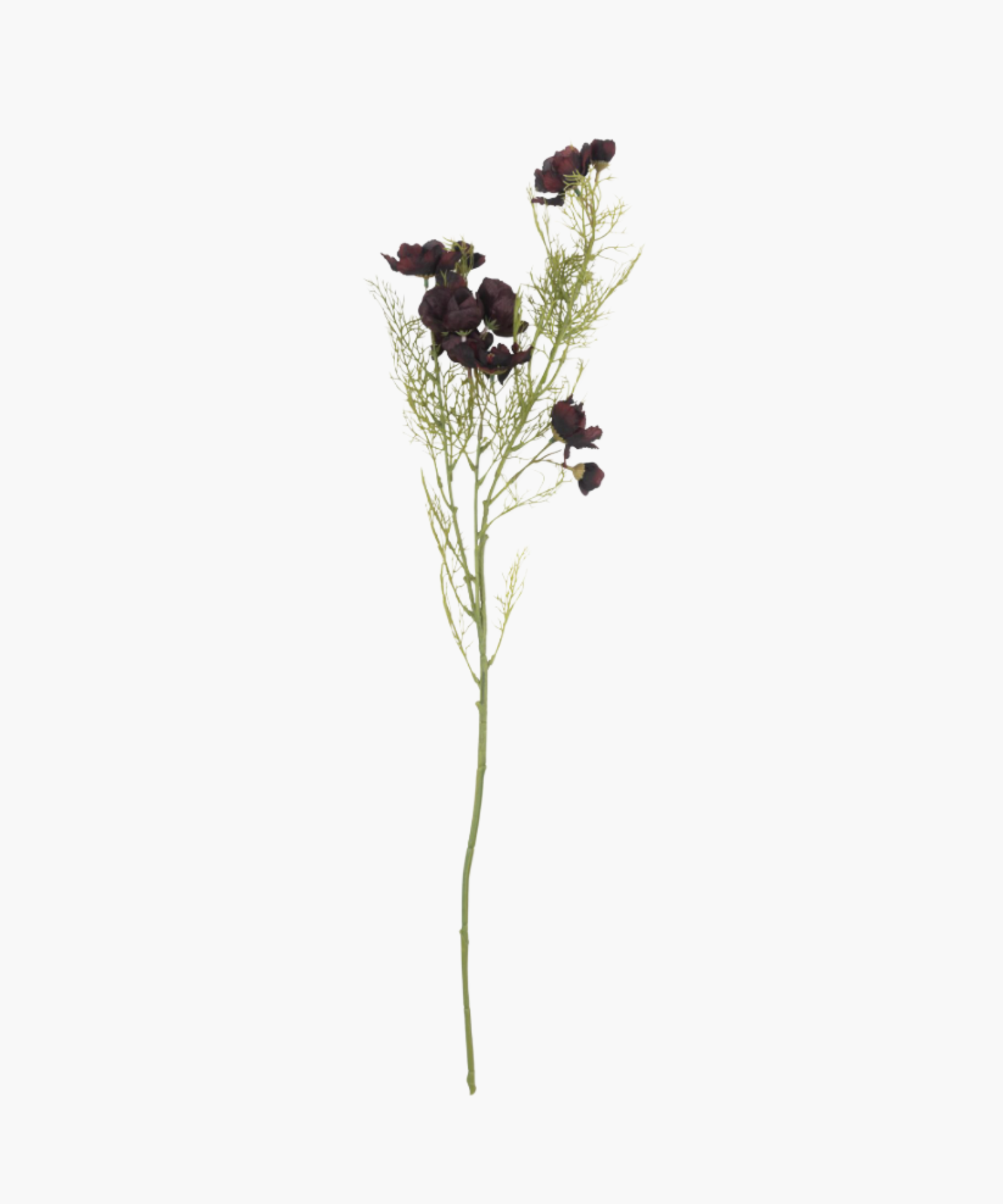 Delicate green stem with sparse, airy leaves and clusters of deep burgundy, ruffled flowers, conveying a sense of elegance and simplicity. | SW Home