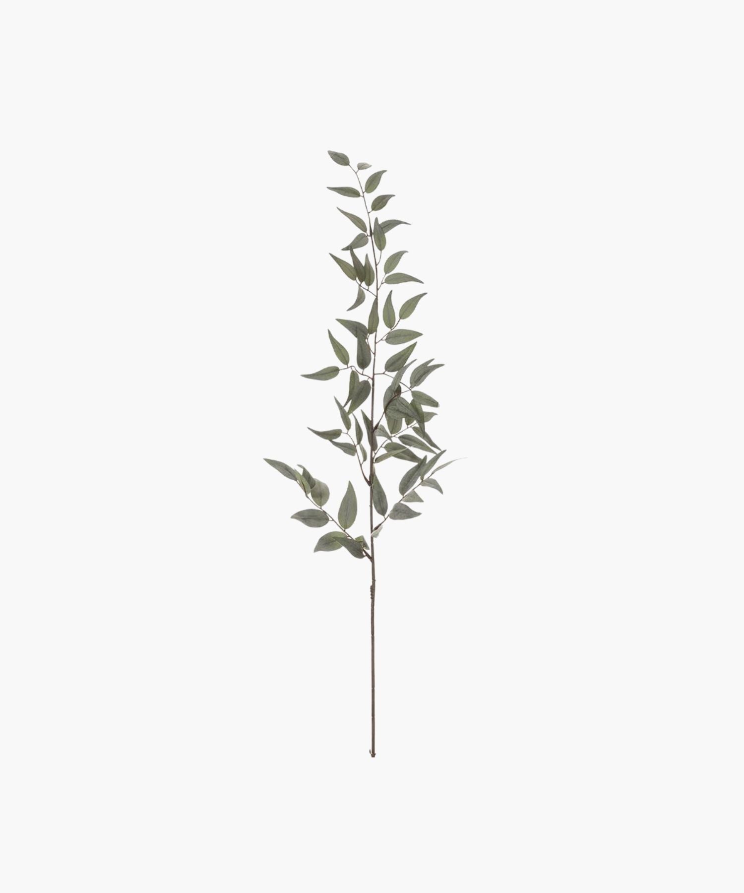 A single, tall Italian ruscus branch with slender, muted green leaves on a thin stem, set against a white background, conveying simplicity and natural elegance. | SW Home