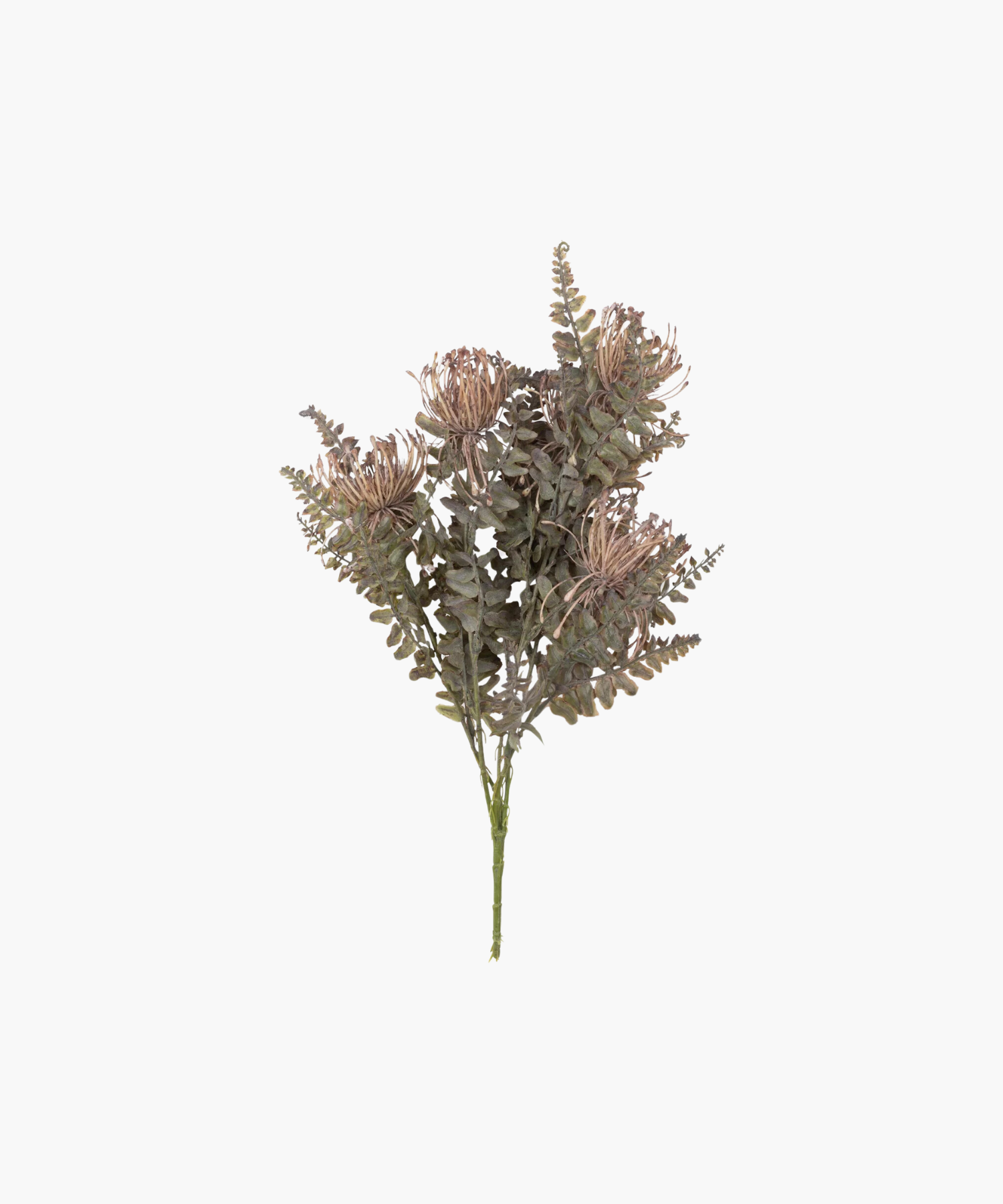 A Leucospermum bush with green and pink leaves on a white background, intended for home decor purposes. | SW Home