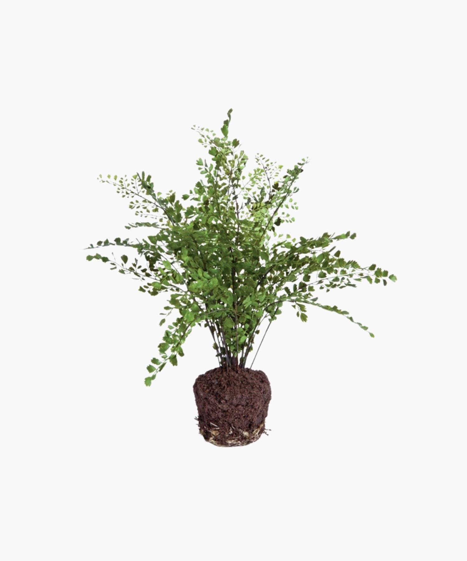 A lush green maidenhair fern with delicate, arching fronds and a root ball, sits on a white background, conveying freshness and natural elegance. | SW Home