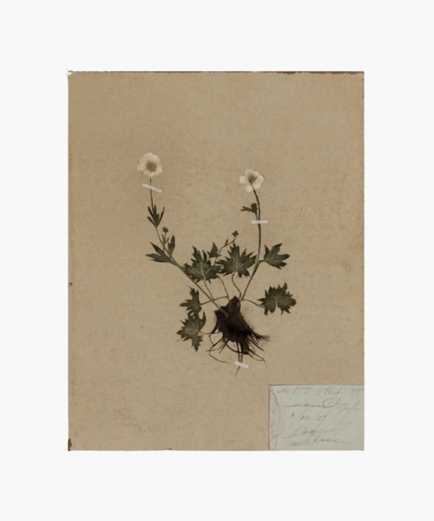 Art reproduction of the original painting of a pressed botanical specimen of a small flowering plant mounted on beige paper by Hannah Winters, printed on thick, textured, high-quality paper. | Wildwood Home Co.