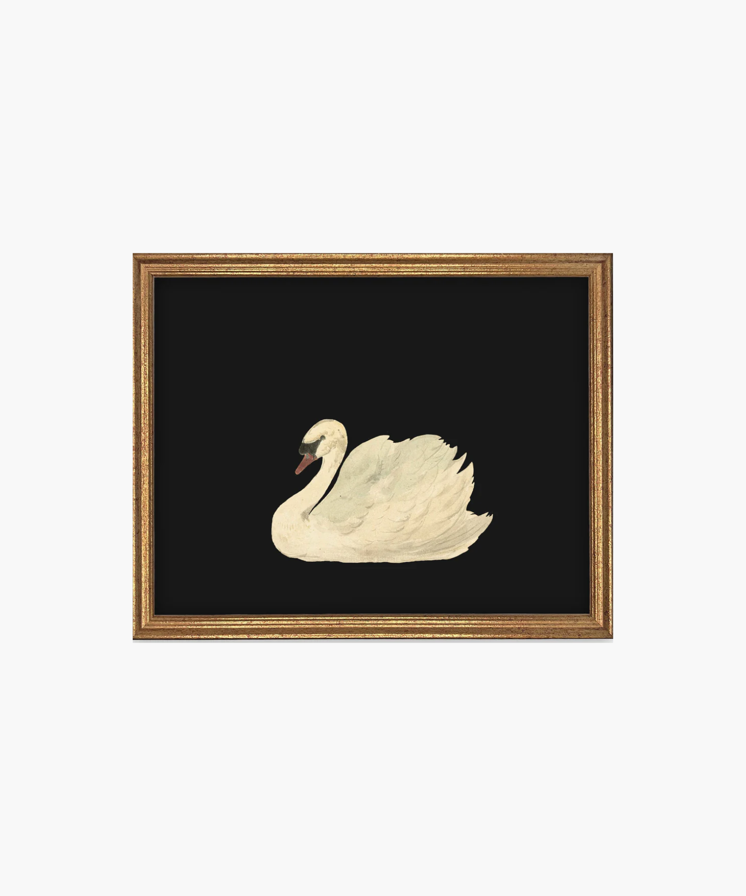 Painting of a serene white swan on a black background, framed in gold. The swan's detailed feathers and calm demeanor evoke elegance and tranquility. | S.W. Home