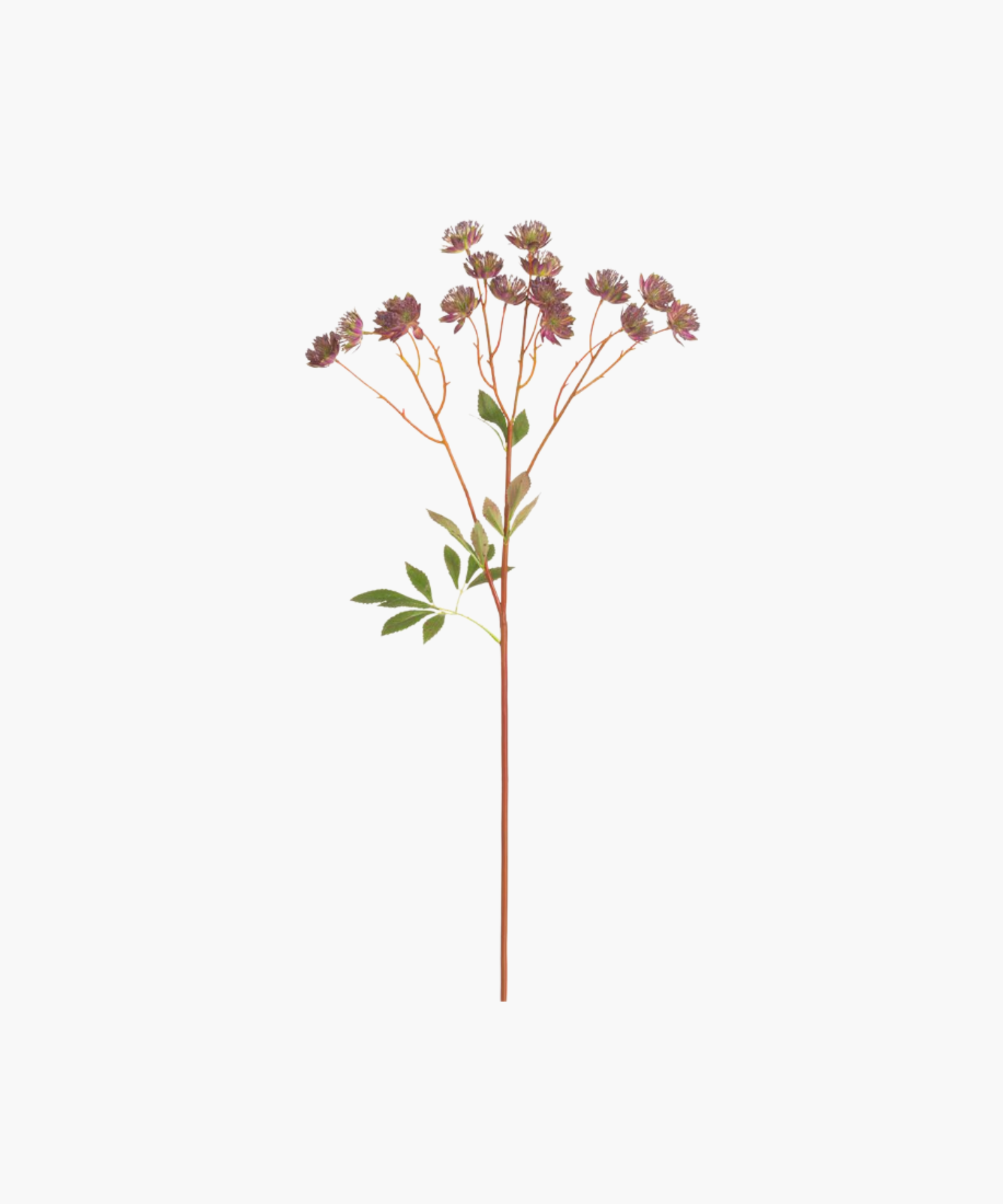 A single brown stem with clusters of small, textured purple flowers and scattered green leaves, set against a plain white background. Simple and natural. | SW Home