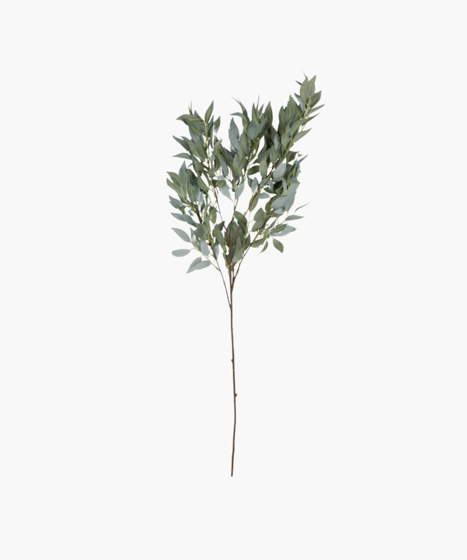 A single branch with clusters of elongated green eucalyptus leaves on a thin brown stem, isolated against a plain white background. | SW Home