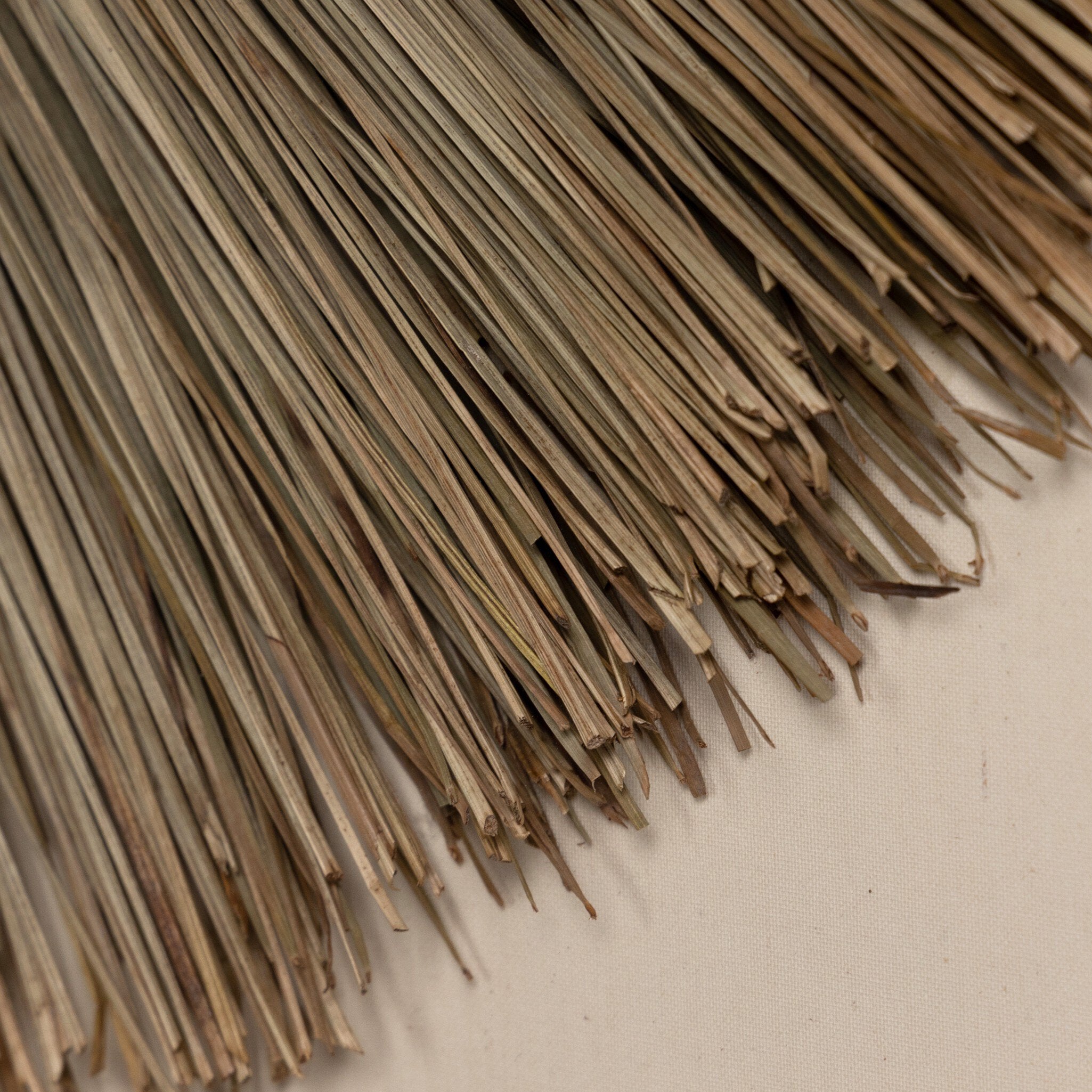 Close up of the palm leaf showing its coloring and texture. 