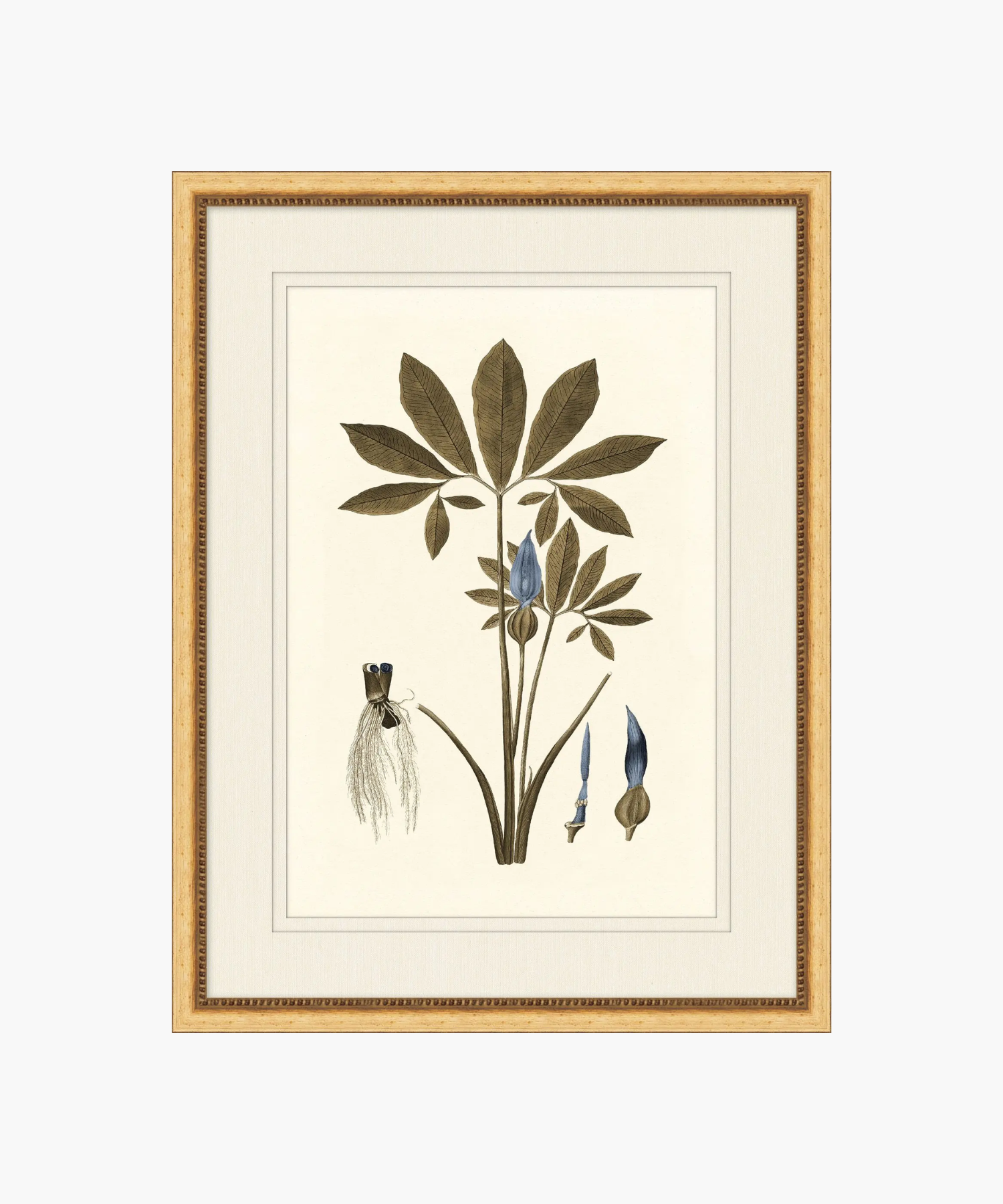 Botany Study No. 1