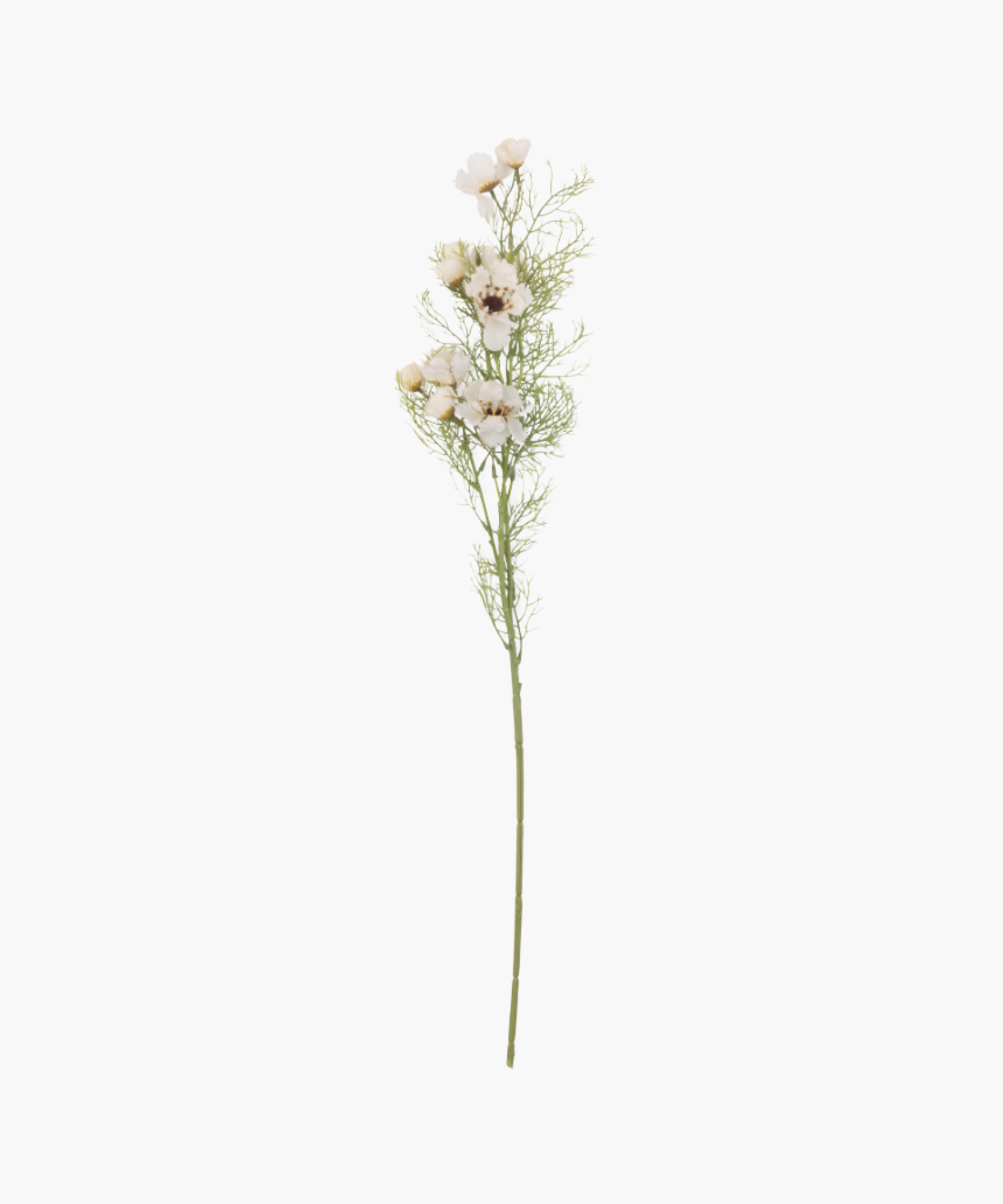 Delicate cream colored flowers with dark centers and wispy green foliage on a single stem, conveying a sense of elegance and simplicity against a plain background. | SW Home