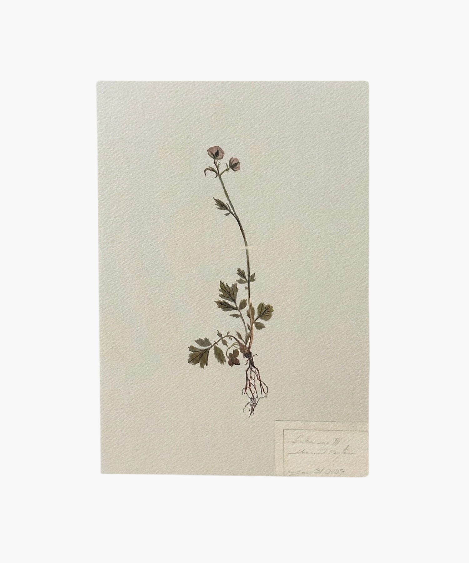 A delicate botanical illustration of a flowering plant with thin stems, green leaves, pink blooms, and exposed roots on a textured paper. The tone is serene and natural. | S.W. Home