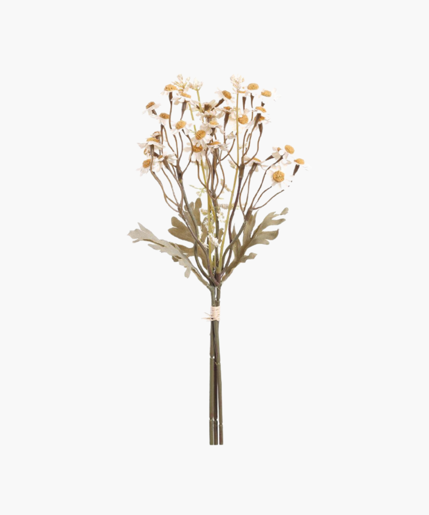 A bundle of delicate, white daisy flowers with yellow centers on long brown stems, tied together with string against a plain white background. | SW Home