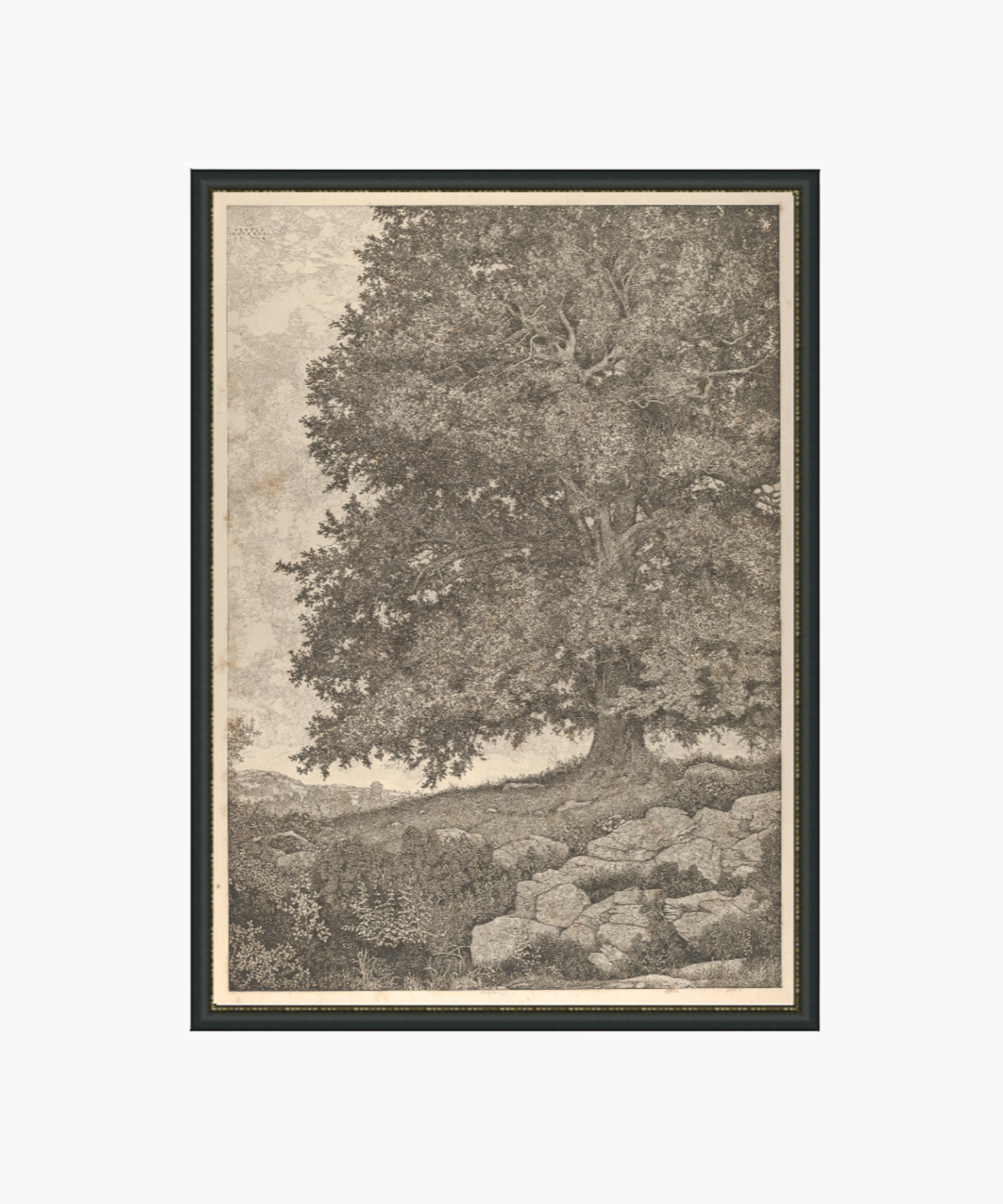 Detailed illustration of a large tree on a rocky landscape, framed in dark wood. The intricate drawing conveys a serene, natural ambiance. | S.W. Home