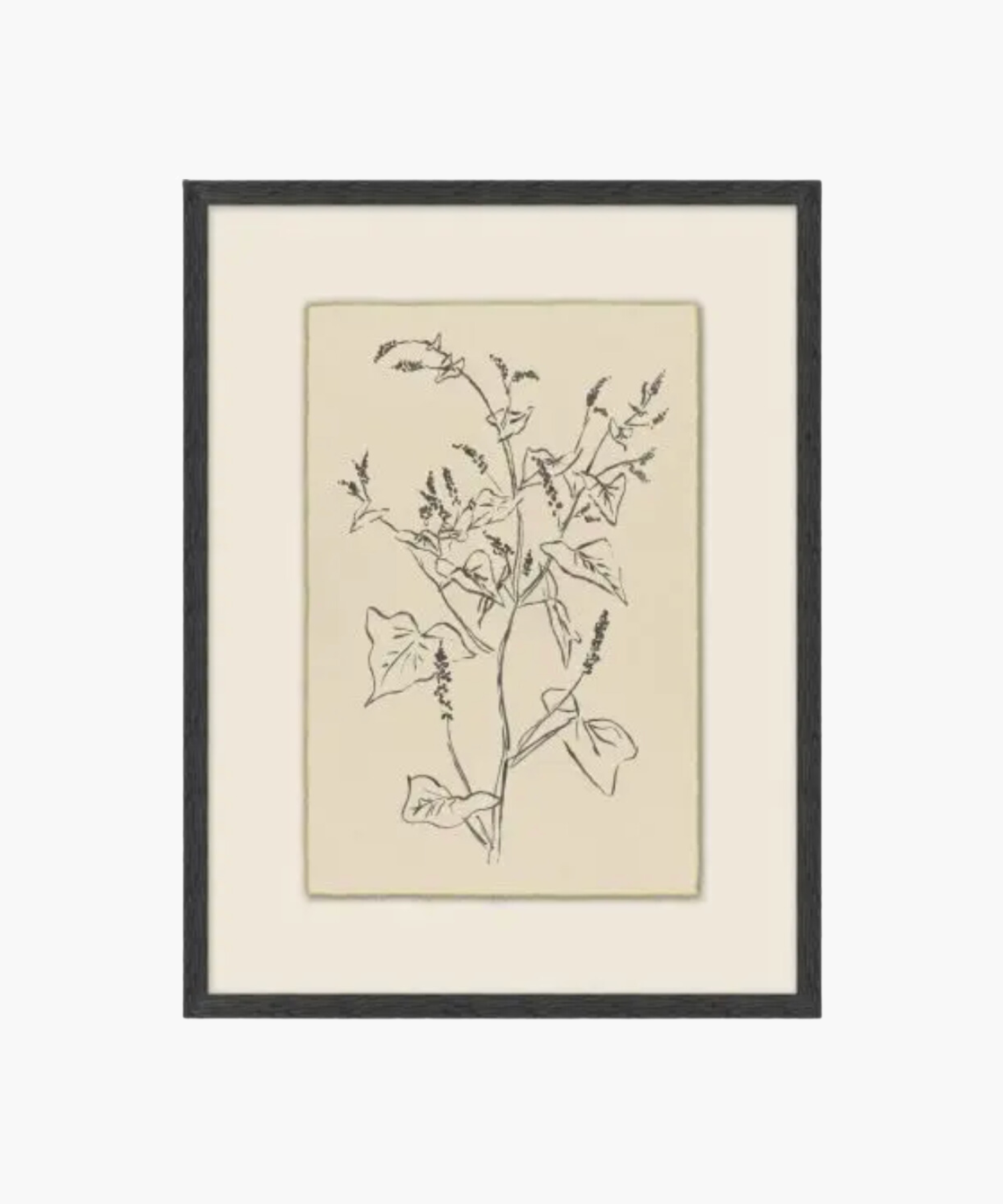 Framed botanical line drawing of a leafy plant with delicate branches and small buds on beige paper. Minimalist and natural aesthetic. | S.W. Home
